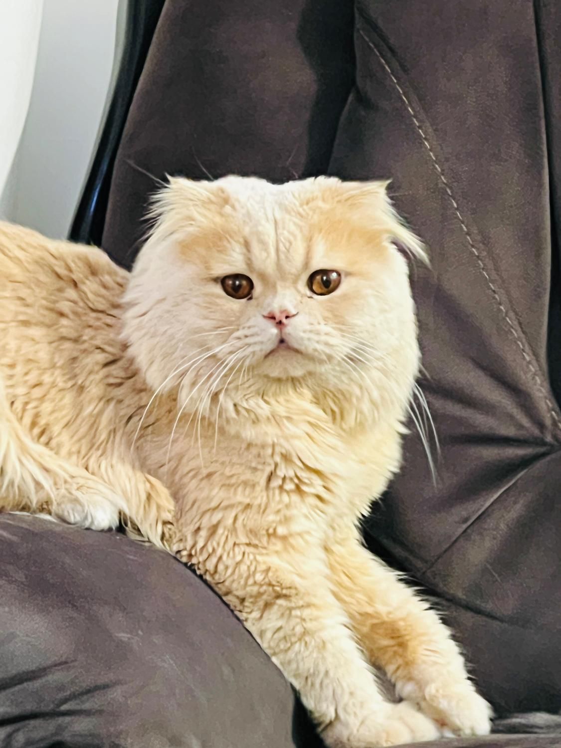 **ده میلیون تومان مژدگانی بی قید و شرط**|گربه|ساوه, |دیوار