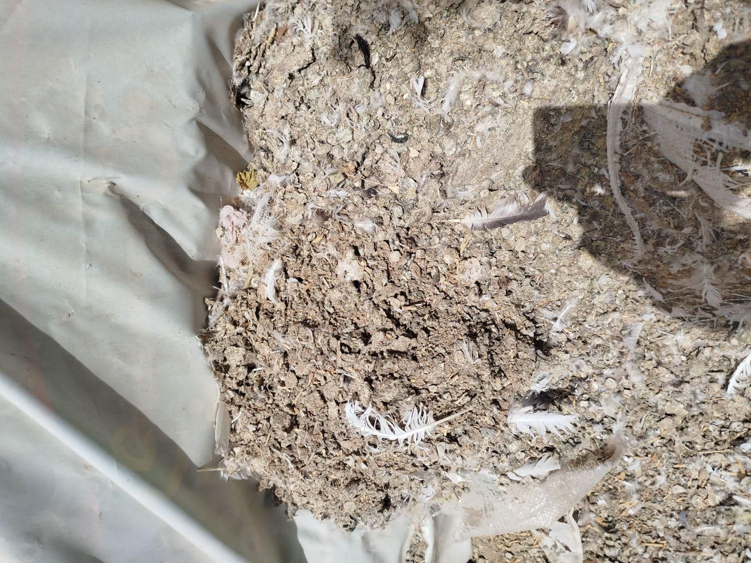 زل کبوتر|خدمات باغبانی و درختکاری|اصفهان, ارغوانیه|دیوار