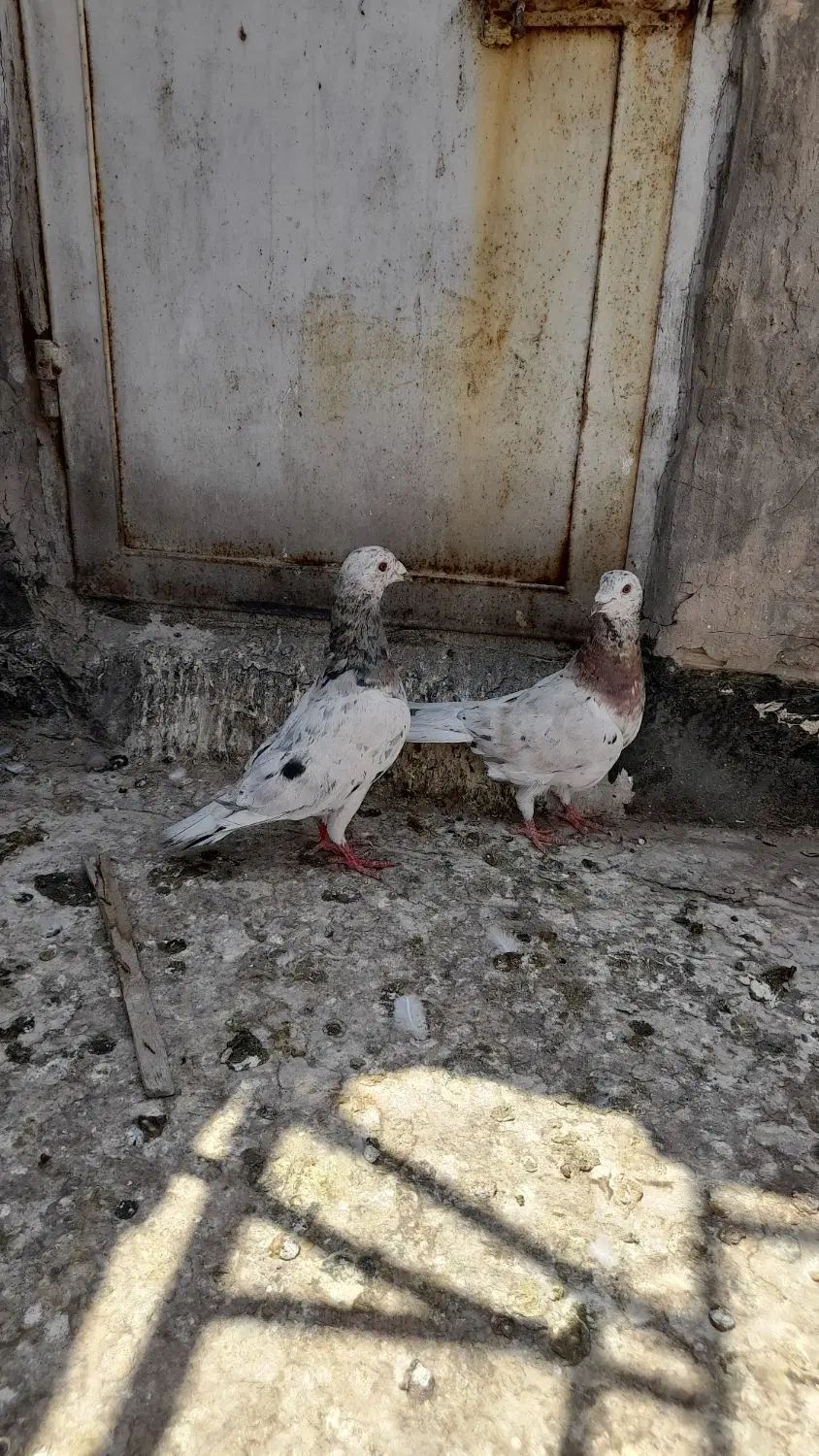 کبوتر پلاکی سرور سار و کبوتر پرشی جوجه مغلوف|پرنده|قم, ولیعصر|دیوار