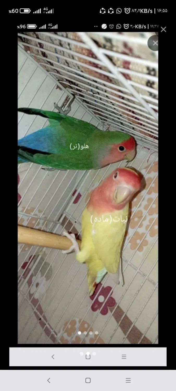 کوتوله برزیلی|پرنده|مشهد, کوشک مهدی|دیوار