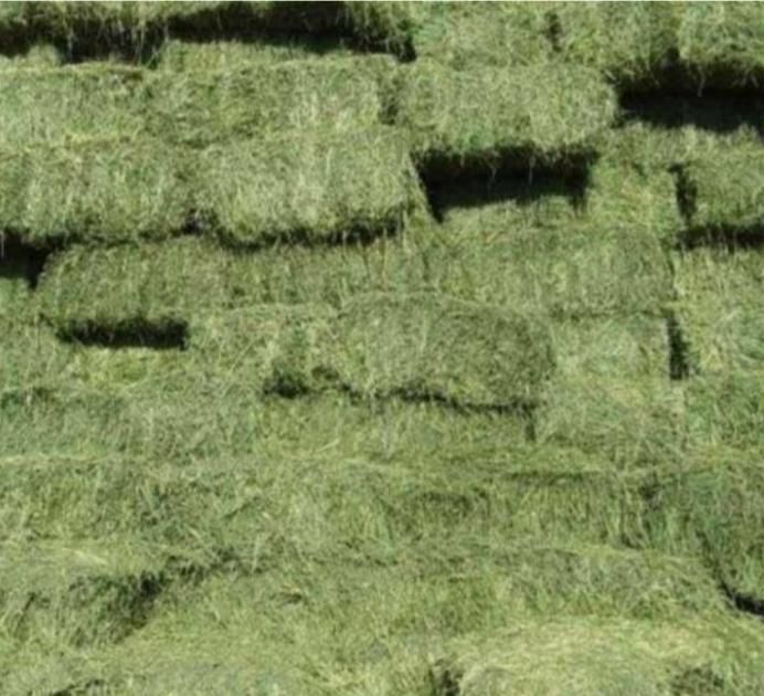 فروش کاه و یونجه و جو|حیوانات مزرعه|تهران, نعمتآباد|دیوار