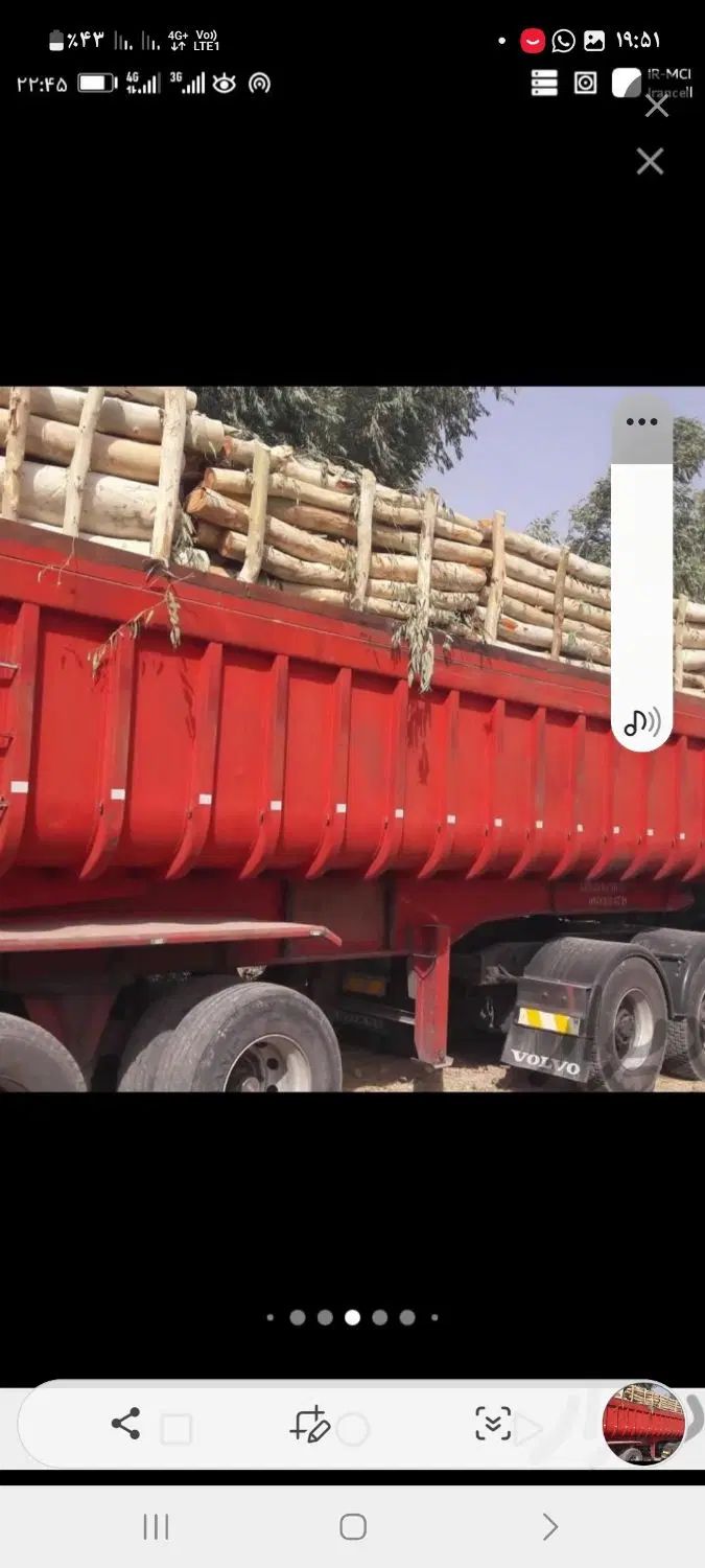 خریدار چوب درختان اوکلاتوس مورت وبرهان|خدمات باغبانی و درختکاری|مسجد سلیمان, |دیوار