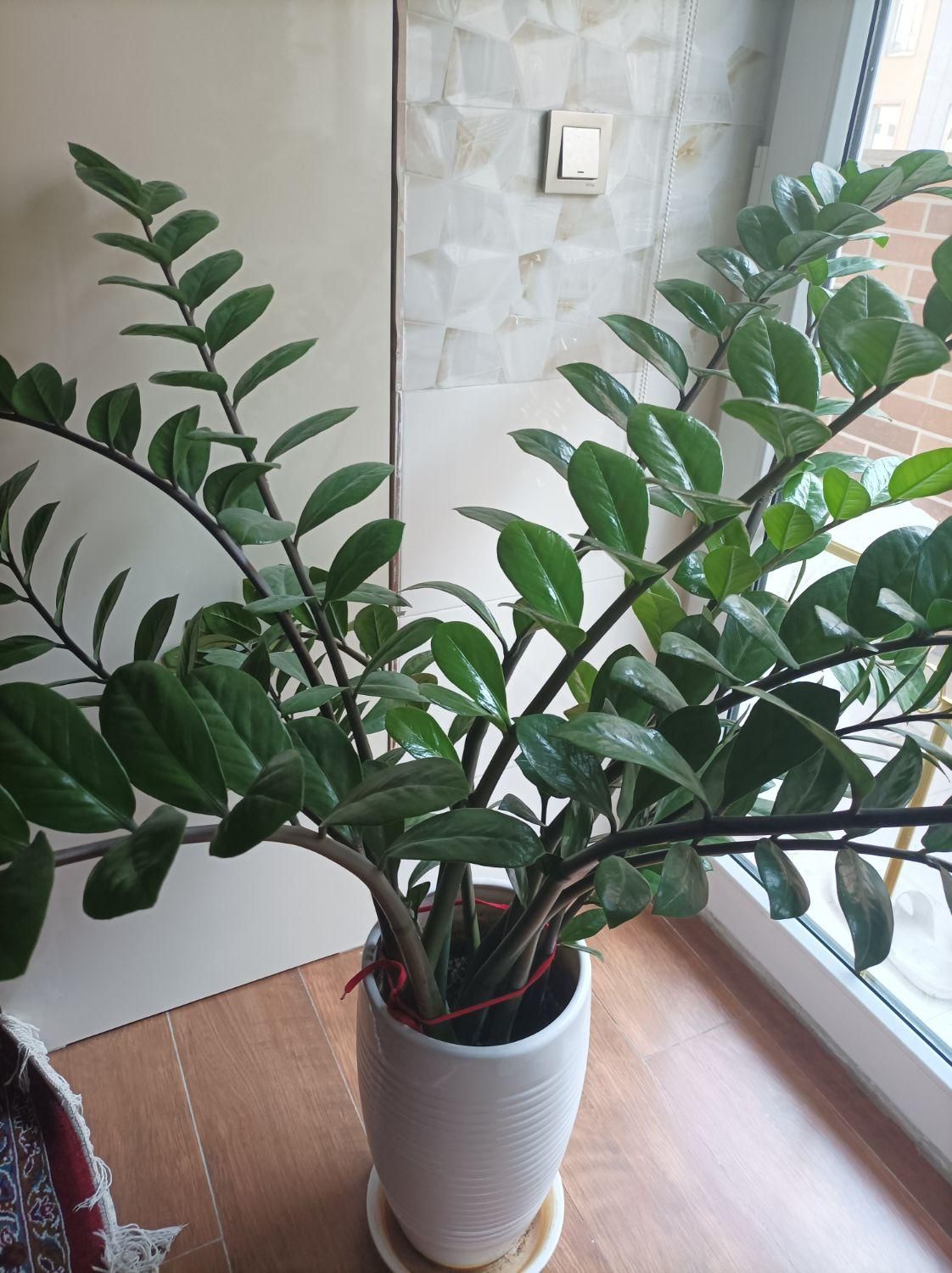 زاموفیلیا|گل و گیاه طبیعی|تبریز, |دیوار