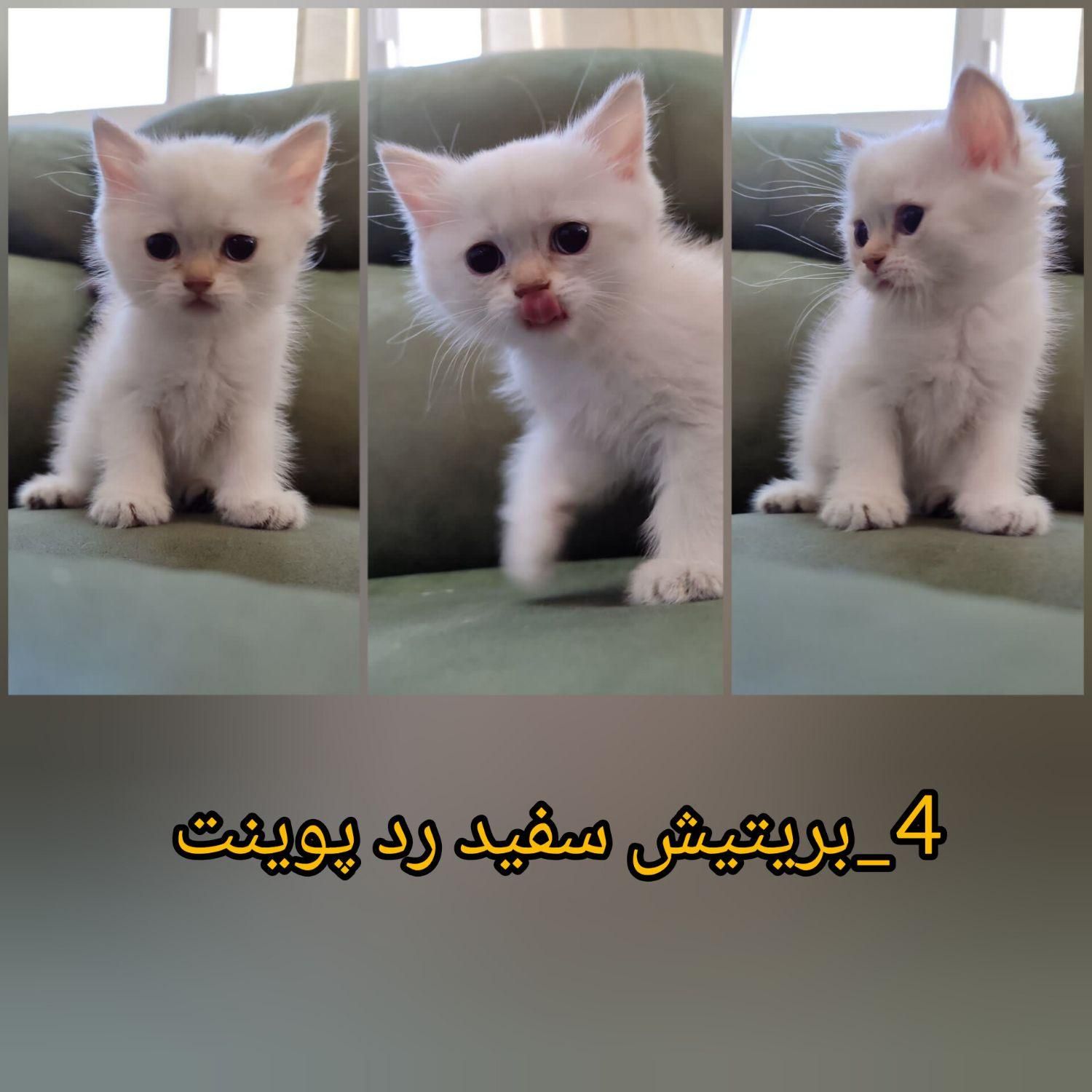 گربه های اشرافی|گربه|مشهد, احمدآباد|دیوار