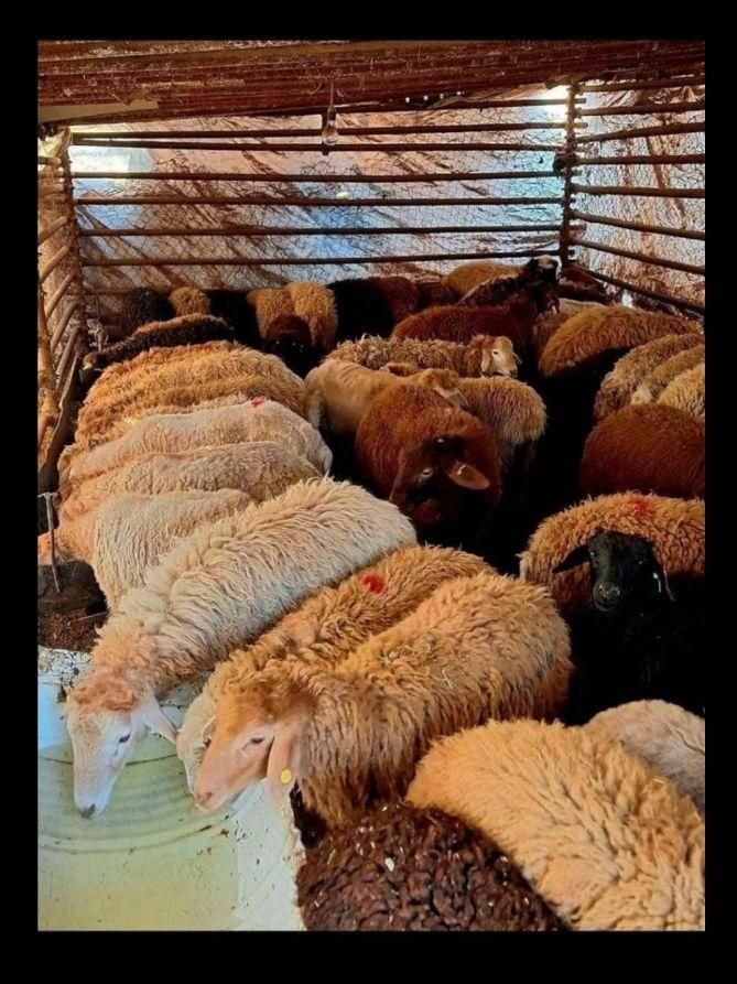 فروش گوسفند زنده /پرورش یافته در روستای سرسبز|حیوانات مزرعه|تهران, شهید رجایی|دیوار