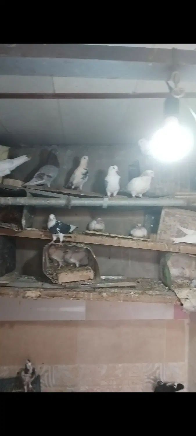 کبوتر فروشی  ۳۰ عدد به خاطر نداشتن جای نگهداری|پرنده|مهریز, |دیوار
