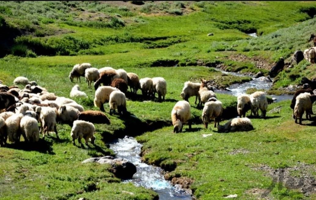 گوسفند نرینه ماده سبک سنگین باهر توان مالی|حیوانات مزرعه|مشهد, نوید|دیوار