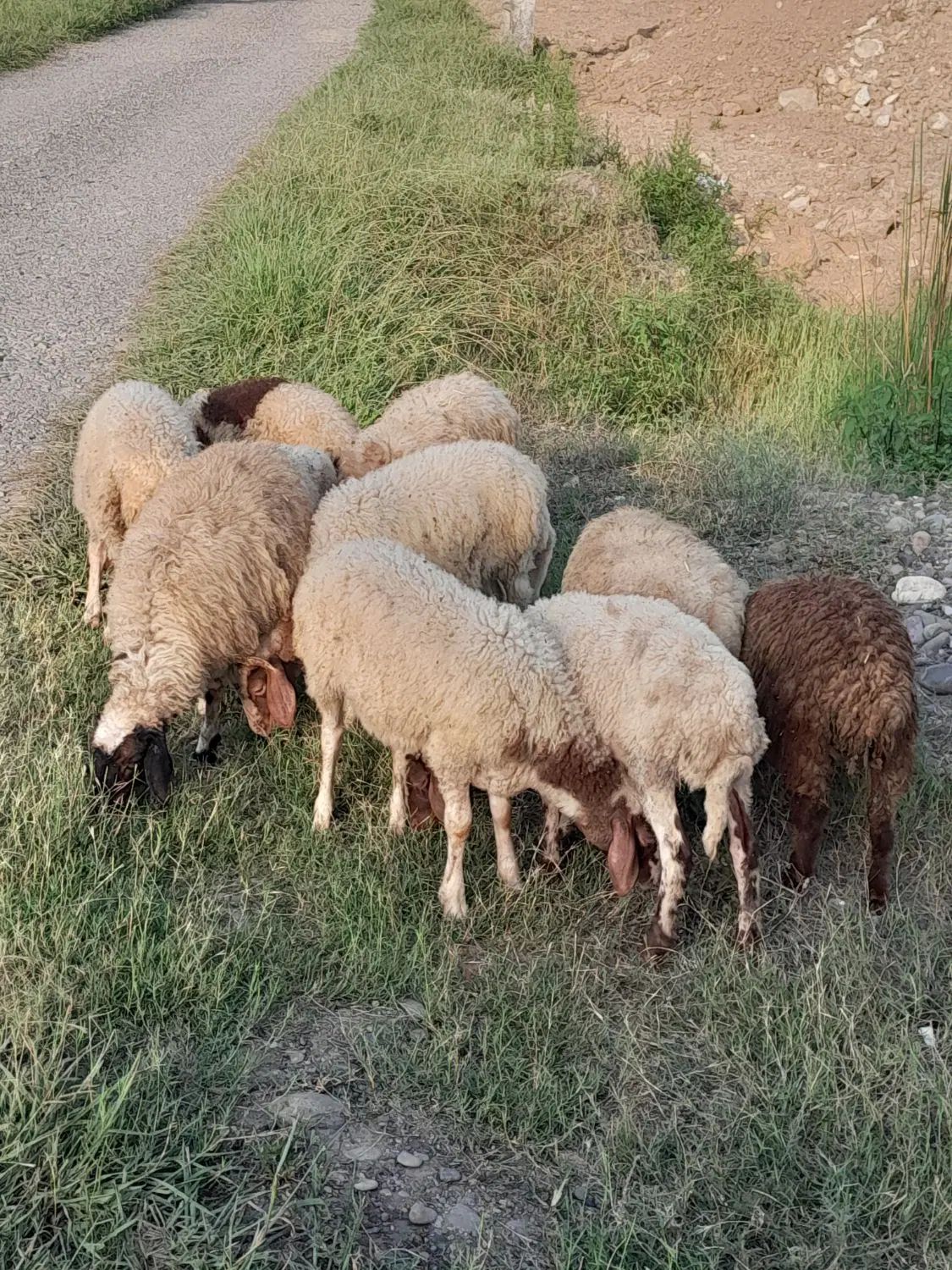 بره سالم|حیوانات مزرعه|رشت, گیل|دیوار