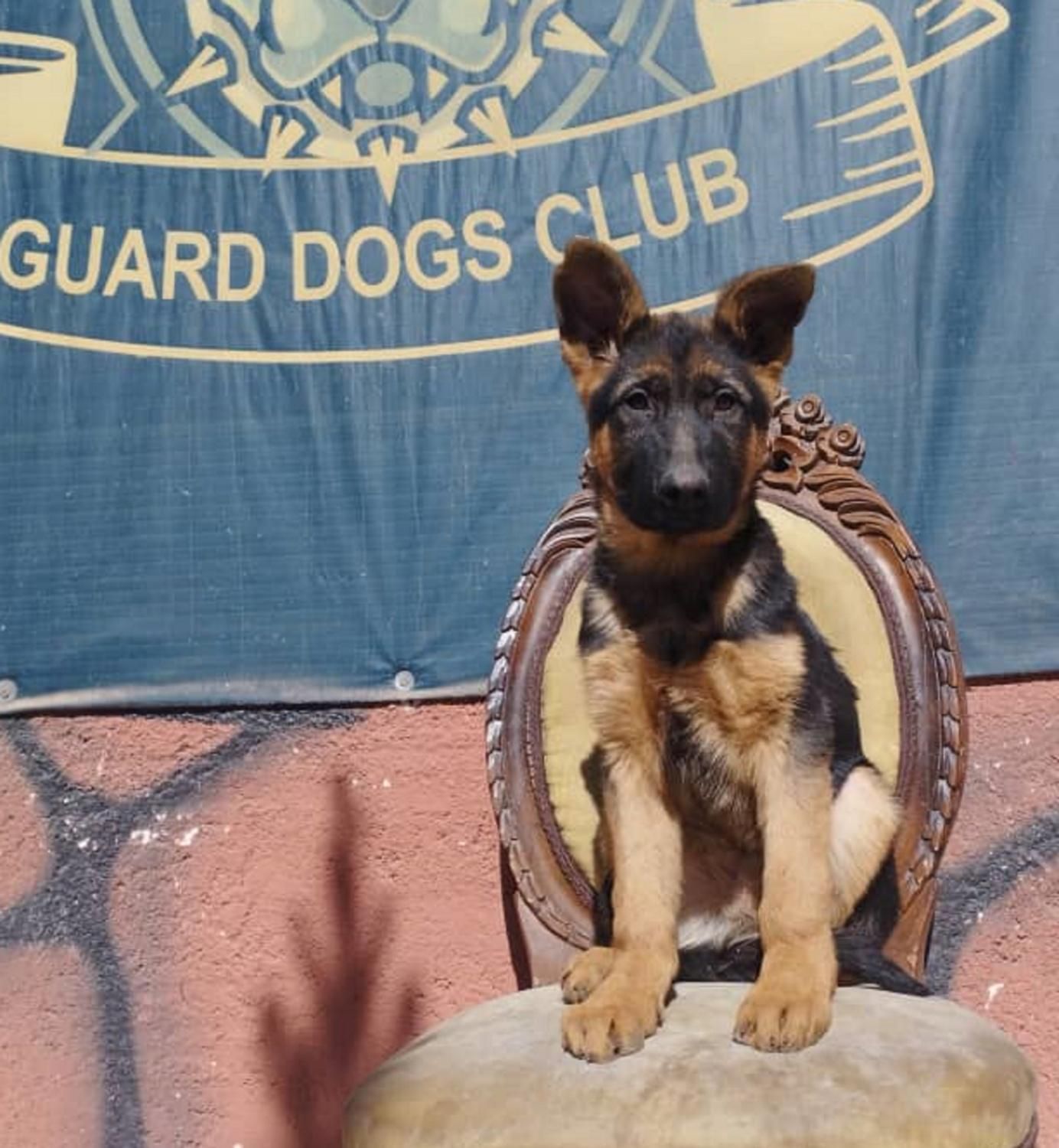 توله ژرمن بلک ژرمن رکسی و روت واایلر نر ماده|سگ|تهران, شهرک فردوس (حسینی)|دیوار