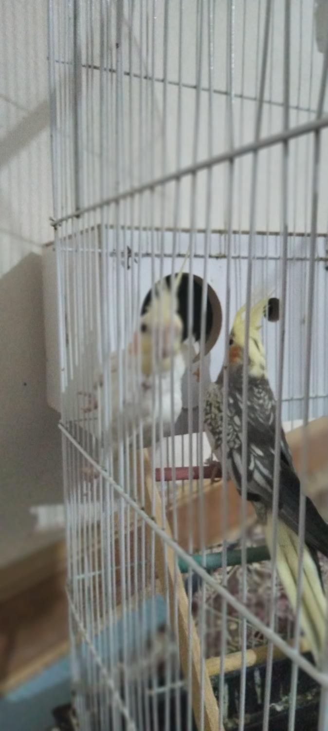 عروس هلندی  جفت|پرنده|شادگان, |دیوار