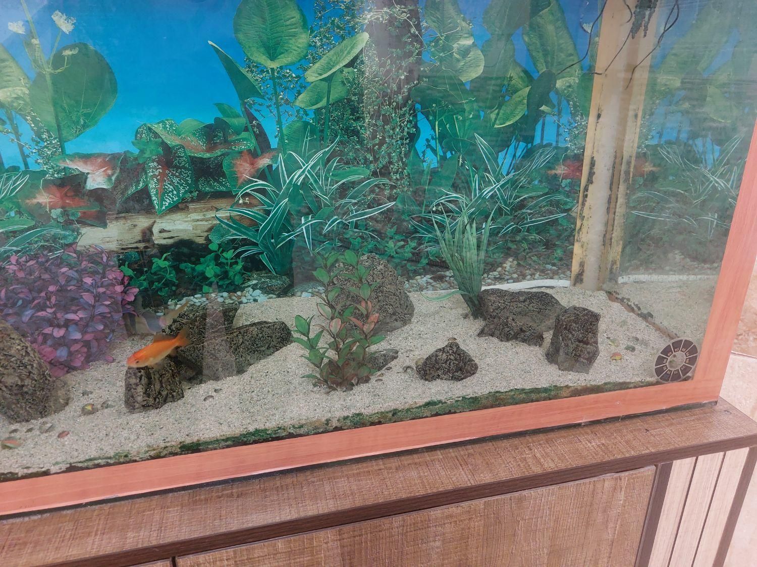 فروش آکواریوم بزرگ|ماهی|شهرکرد, |دیوار