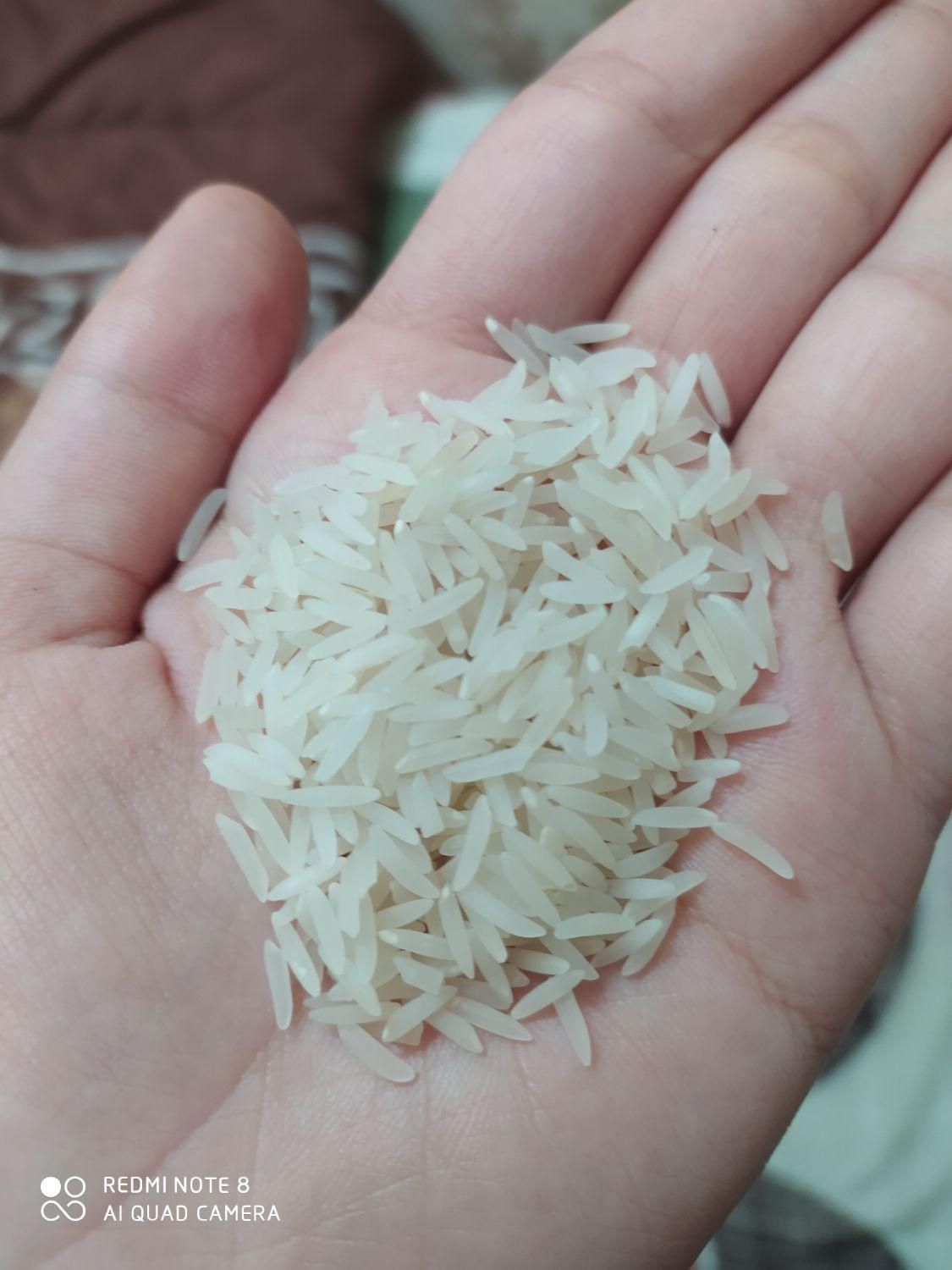 برنج طارم شمال درجه یک|حراج|مبارکه, |دیوار