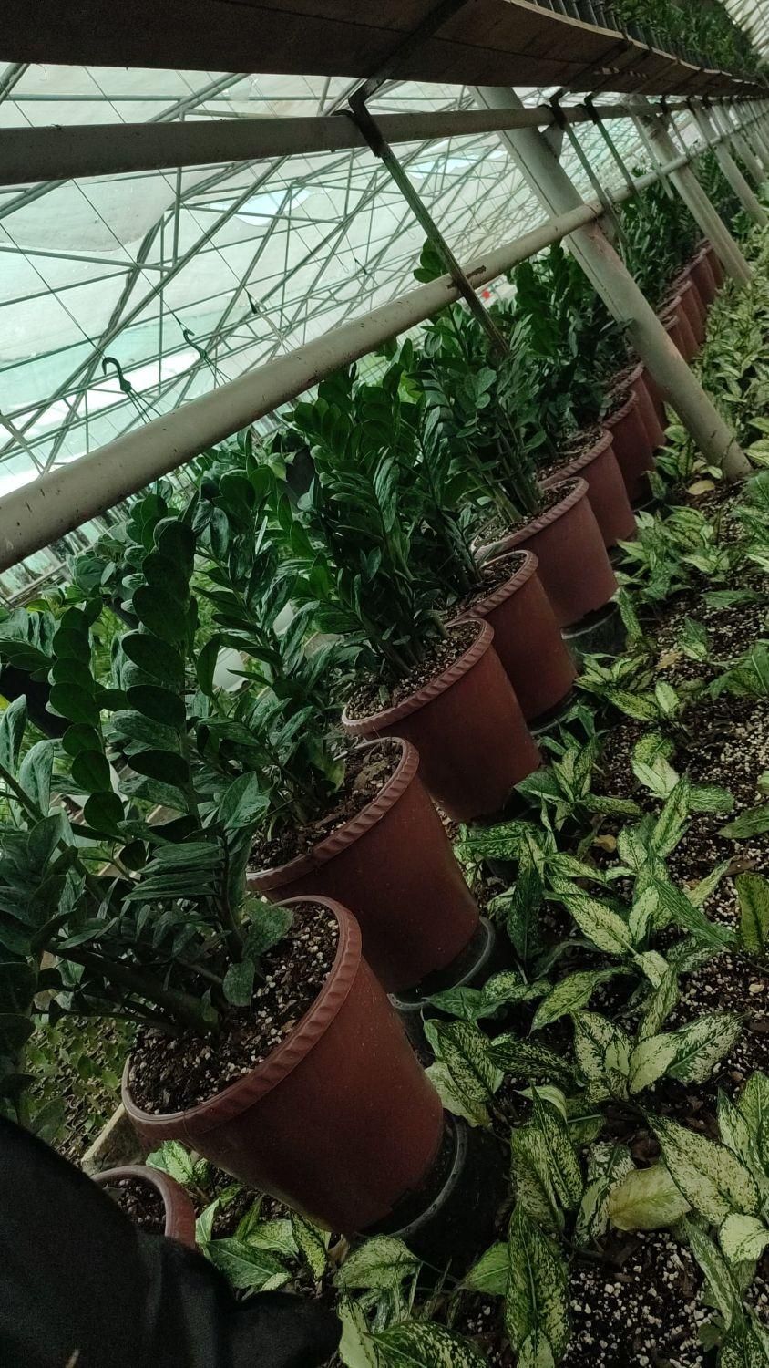 گل آپارتمانی،زاموفلیا، آگلونما و.عمده تحویل رایگان|گل و گیاه طبیعی|تهران, شهرک محلاتی|دیوار