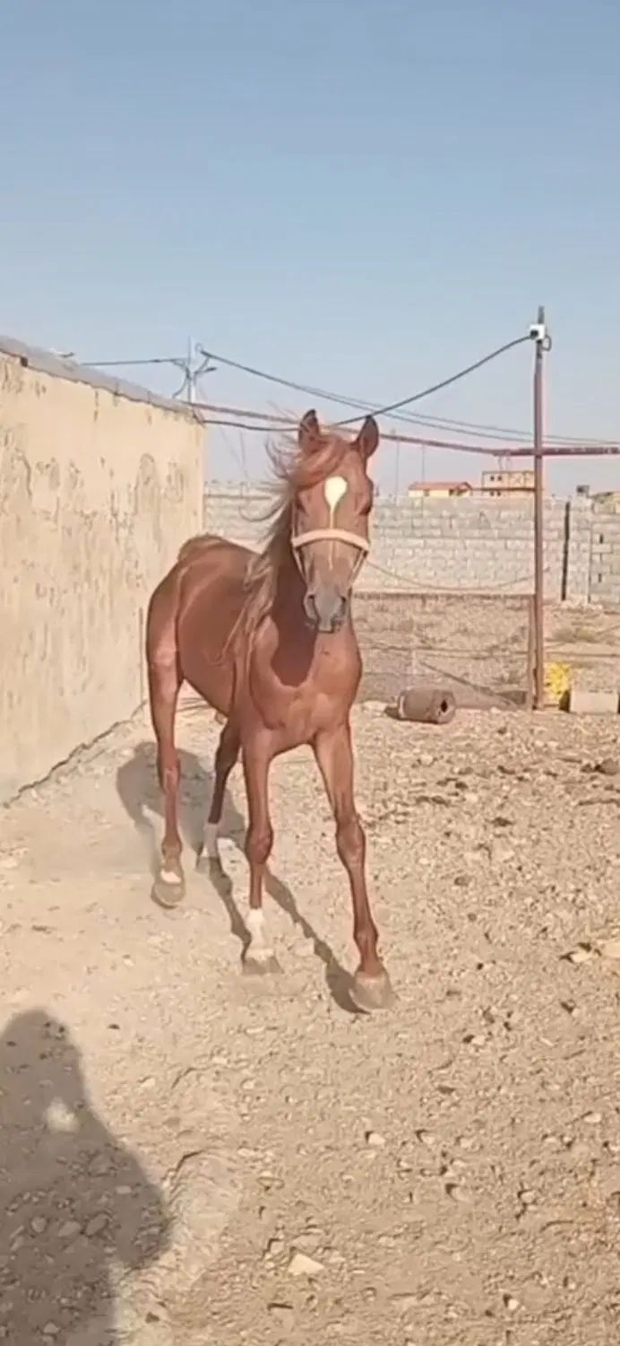 اسب نژاددار چستر، ۳ ساله، با برگه فدراسیون|اسب و تجهیزات اسب‌سواری|قم, انسجام|دیوار