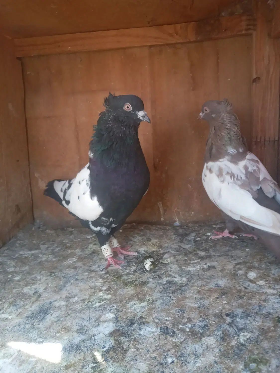 کبوتر سینه ای نروماده جفتن خریدار زنگ بزن|پرنده|تهران, نعمت‌آباد|دیوار