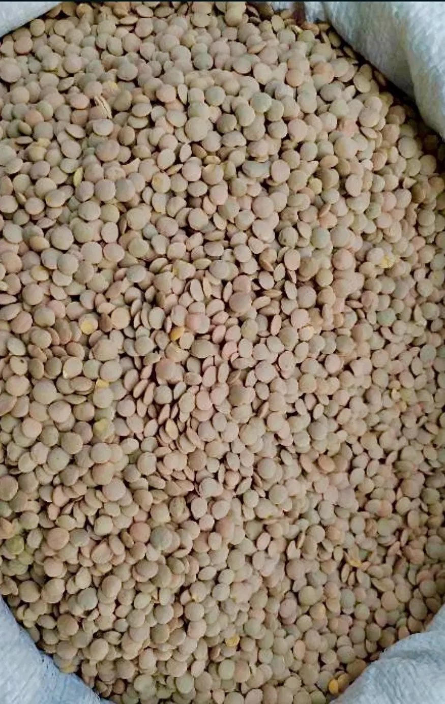 عدس درجه ۱ کانادایی درشت و ریز بهترین کیفیت|خوردنی و آشامیدنی|اصفهان, ملک‌شهر|دیوار