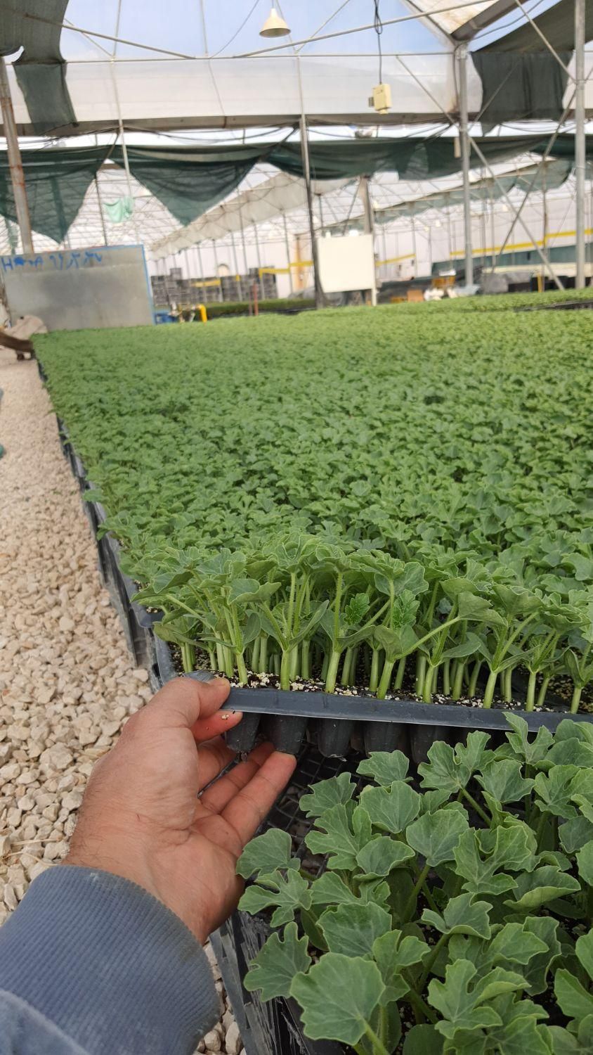 گلخانه تولید نشا در شیراز|خدمات باغبانی و درختکاری|مرودشت, زنگی آباد|دیوار