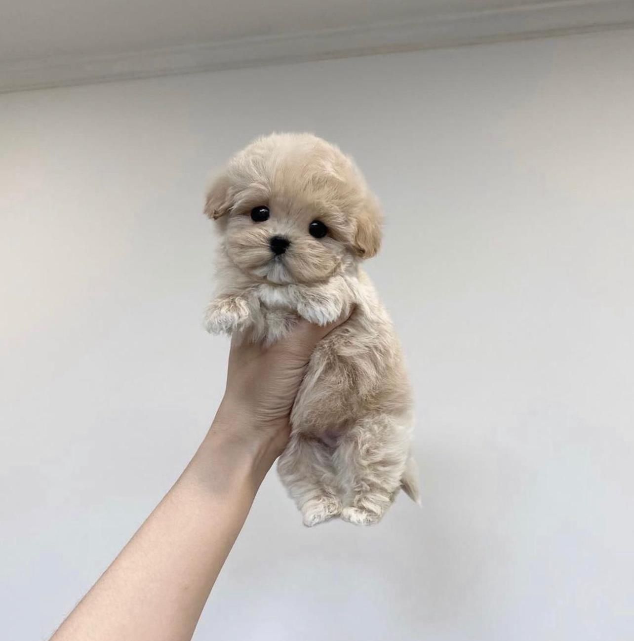 سگ خانگی اپارتمانی مینی پودل مالتیزی|سگ|تهران, منیریه|دیوار