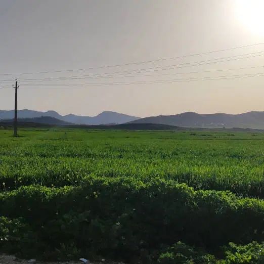اجاره و فروش زمین کشاورزی روستای زرین جوب|فروش دفتر صنعتی، کشاورزی، تجاری|سرپل ذهاب, |دیوار
