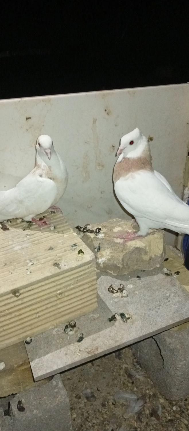 کفتر طوقی کله دم سبز وگرگی کله خال دار سرور|پرنده|نجف‌آباد, نجف‌آباد|دیوار