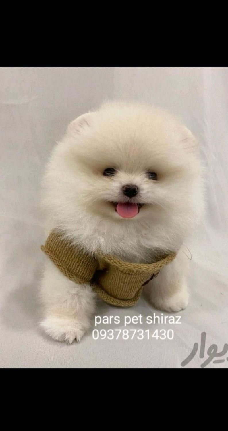 پامرانین جیبی|سگ|شیراز, اصلاح‌نژاد|دیوار