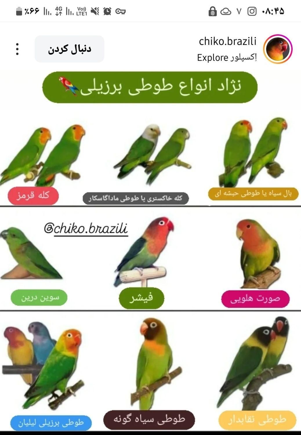 عروس قیمت مناسب|پرنده|ماهدشت, |دیوار