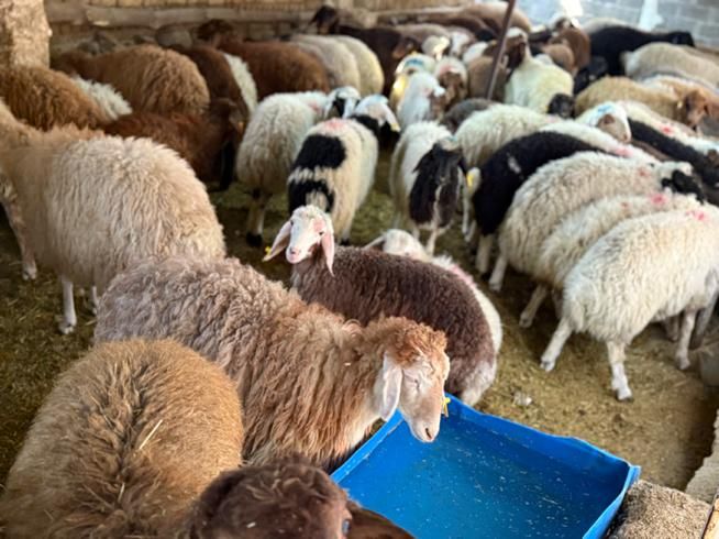 بز بره نر ماده در سطح تهران گوسفند|حیوانات مزرعه|کرج, عظیمیه|دیوار