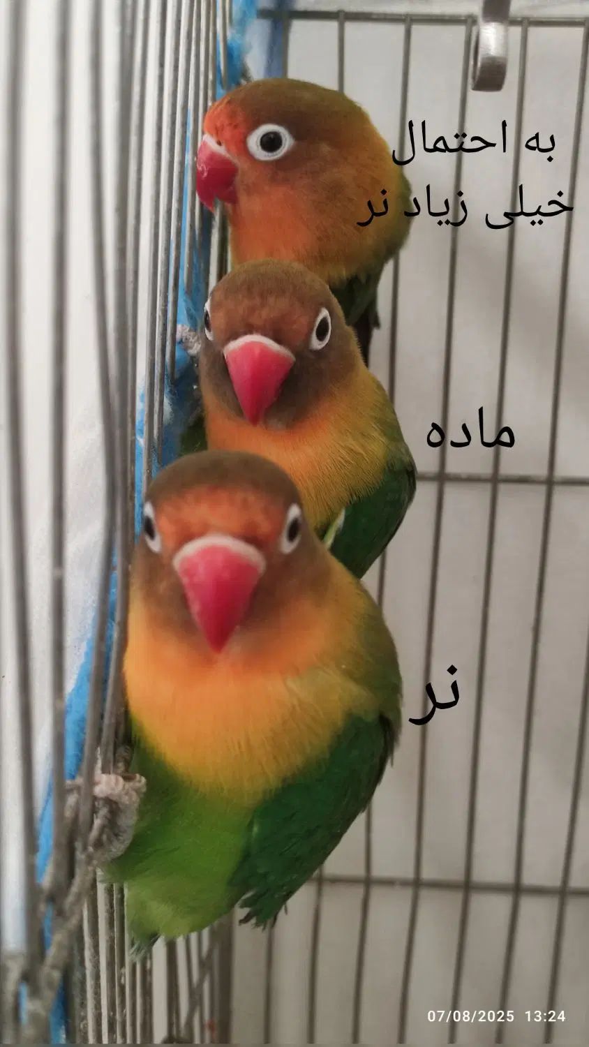 سه عدد کوتوله برزیلی فیشر نر و ماده|پرنده|اصفهان, خواجه عمید|دیوار