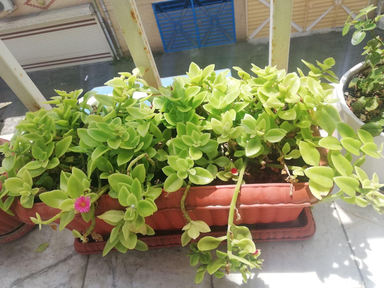 گل شمعدانی  و گل ناز با گلدان|گل و گیاه طبیعی|رشت, دیلمان|دیوار