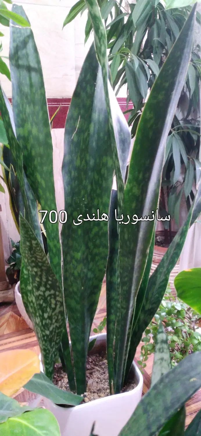 گل و|گل و گیاه طبیعی|مشهد, توس فردوسی|دیوار