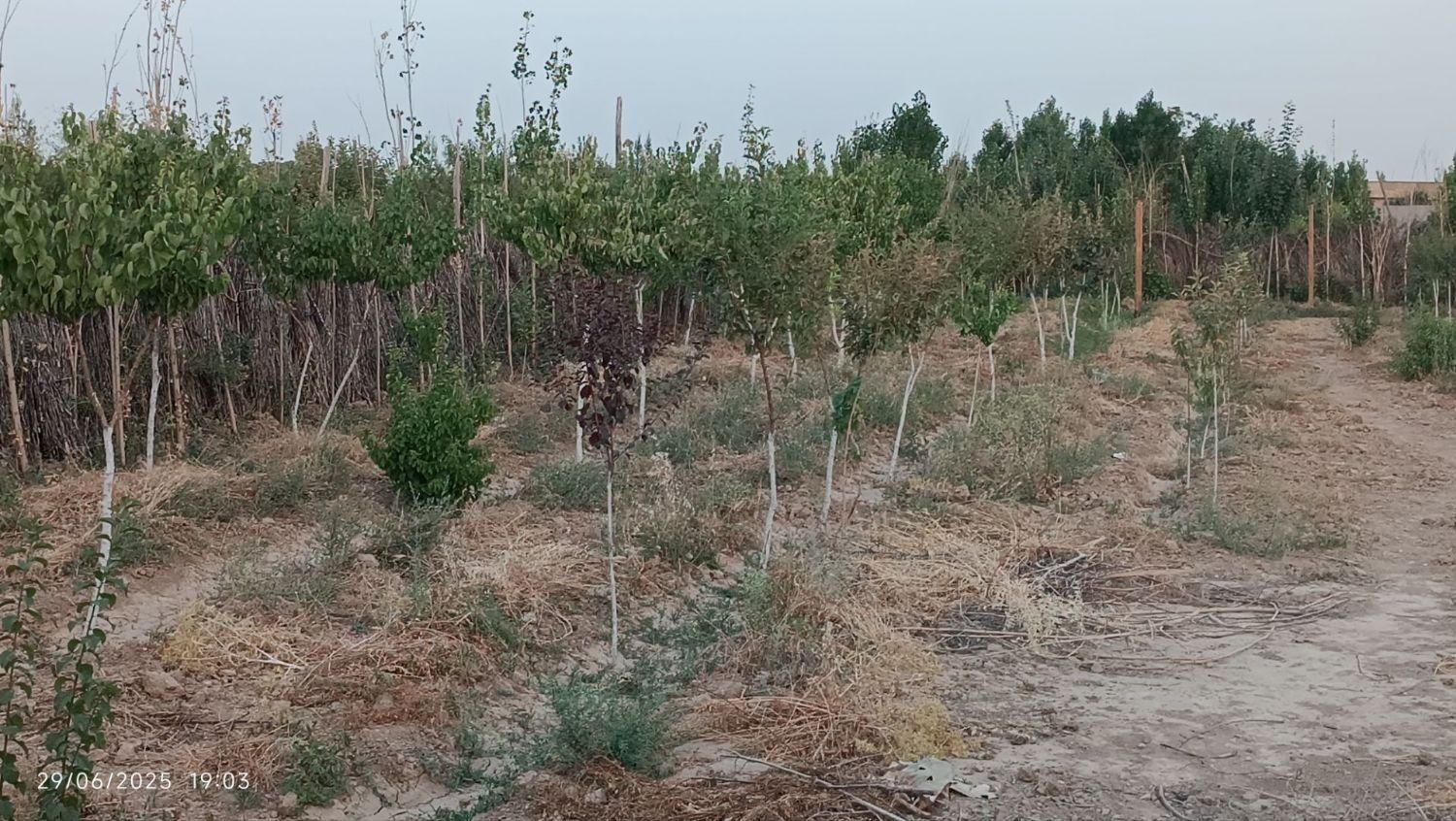 فروش باغ و باغچه ۹۳۰ متری آزادگان پلایین سندتک برگ|فروش دفتر صنعتی، کشاورزی، تجاری|تهران, کریم‌آباد|دیوار