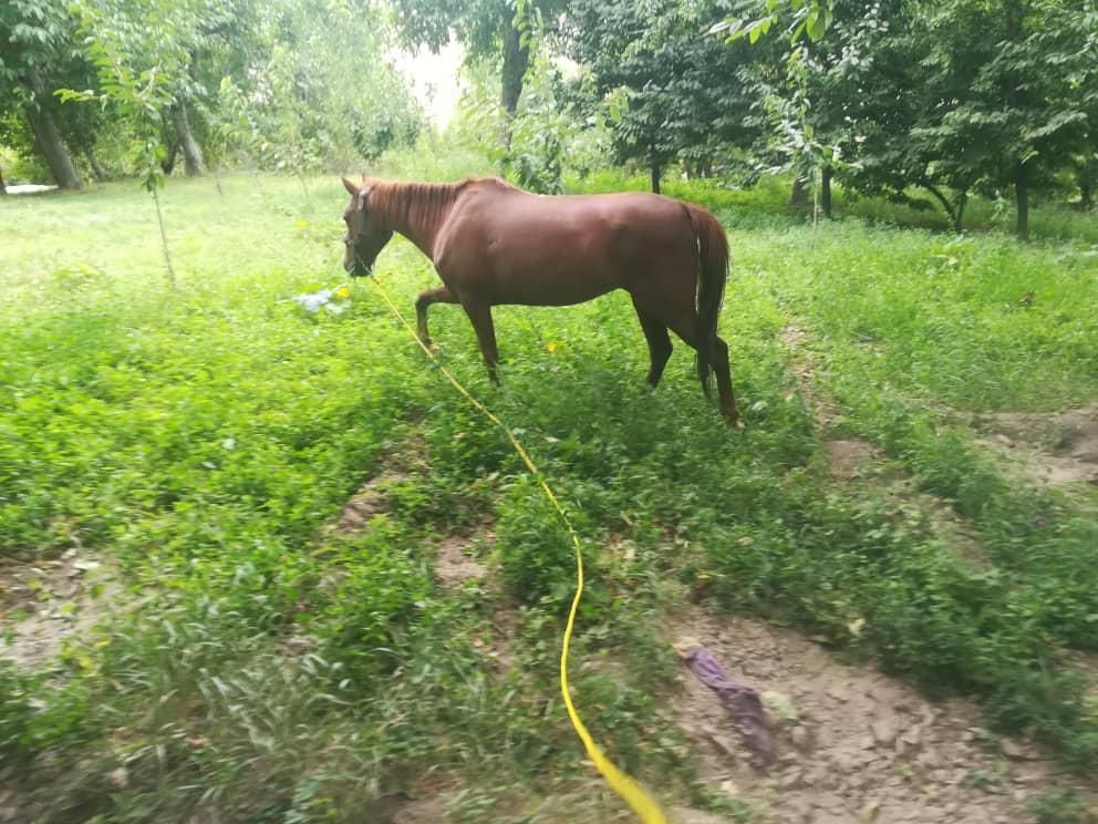 اسب مادیون کرد|حیوانات مزرعه|قم, پردیسان|دیوار