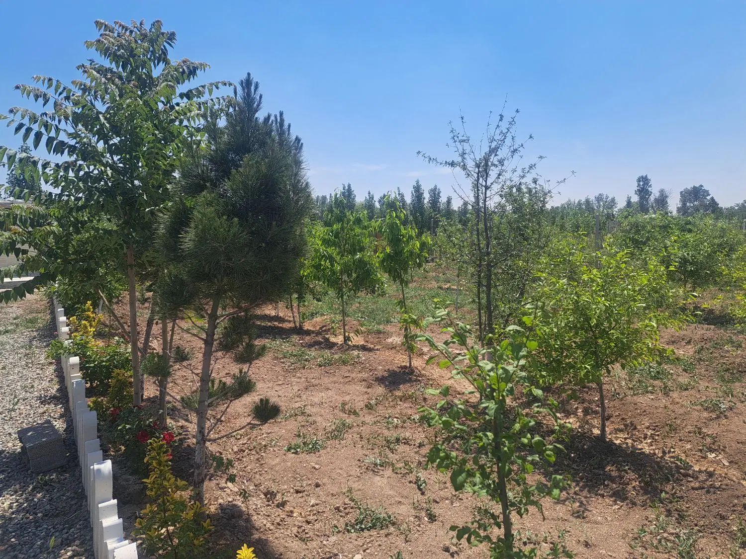 فروش دو قطعه باغچه هر کدام به متراژ ۳۳۰ متر|فروش زمین و ملک کلنگی|تنکمان, |دیوار