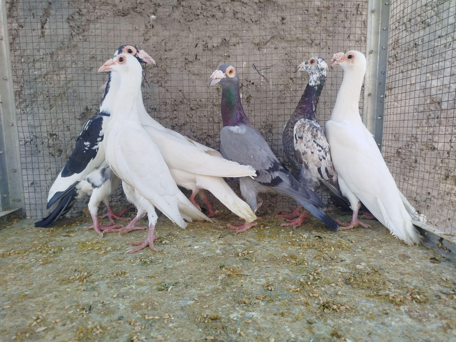 کاریر تعداد|پرنده|اصفهان, ارغوانیه|دیوار