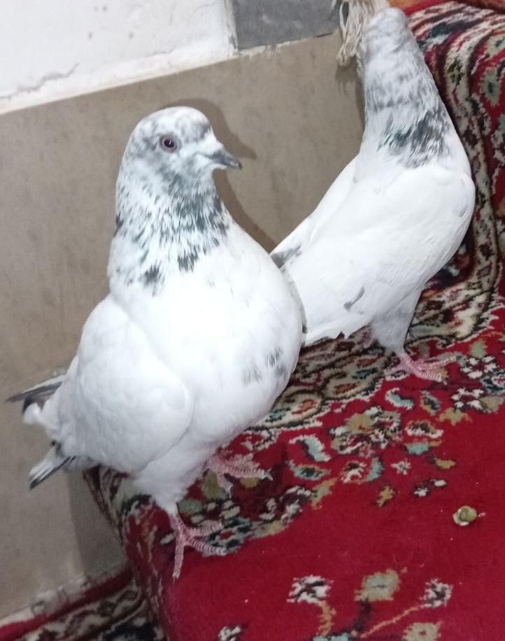 کفتر|پرنده|اراک, |دیوار