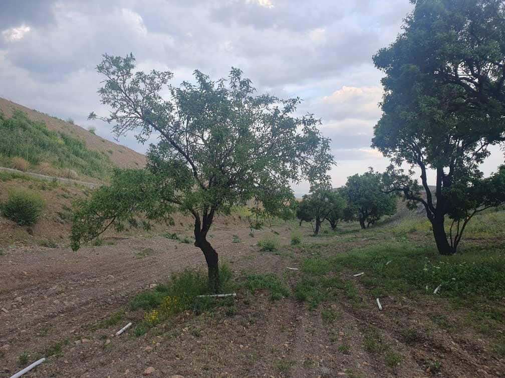 ارائه تمامی فعالیت های باغبانی و نگهداری|خدمات باغبانی و درختکاری|تبریز, |دیوار