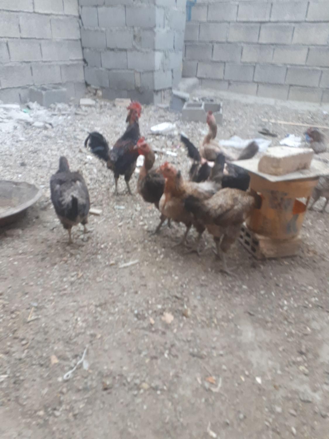 مرغ و خروس|پرنده|خمینی‌شهر, |دیوار