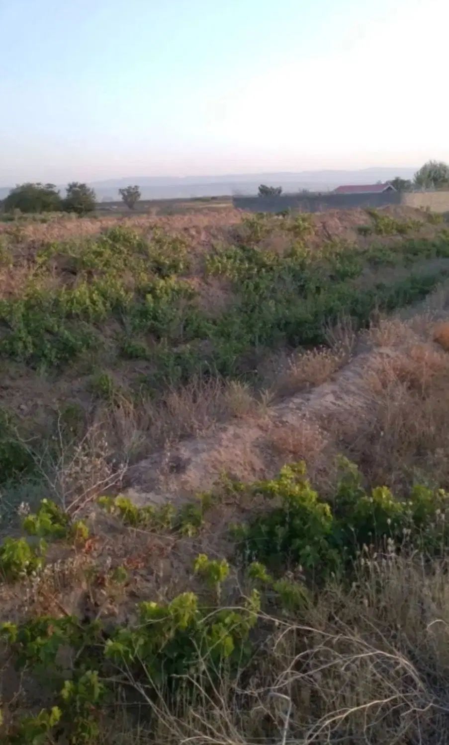 ۱۳۰۰ متر زمین انگوری در روستای لک لک زیر فی منطقه|فروش زمین و ملک کلنگی|مشهد, لک لک|دیوار