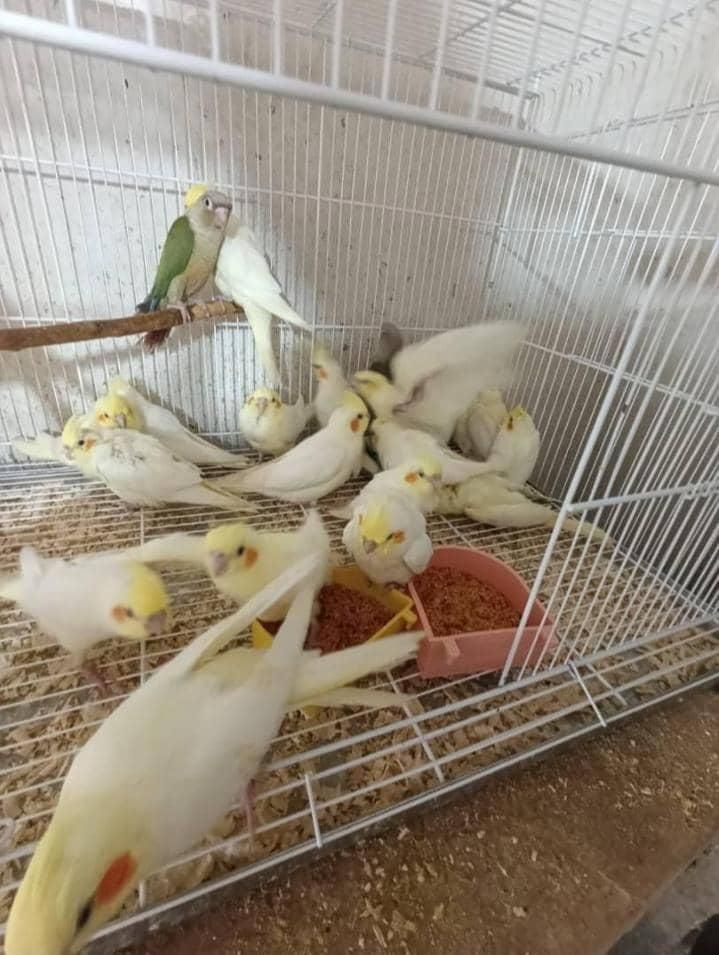 عروس هلندی نرمخور دونخوردستی بالغ نرماده مرغ مینا|پرنده|شیراز, پودنک|دیوار