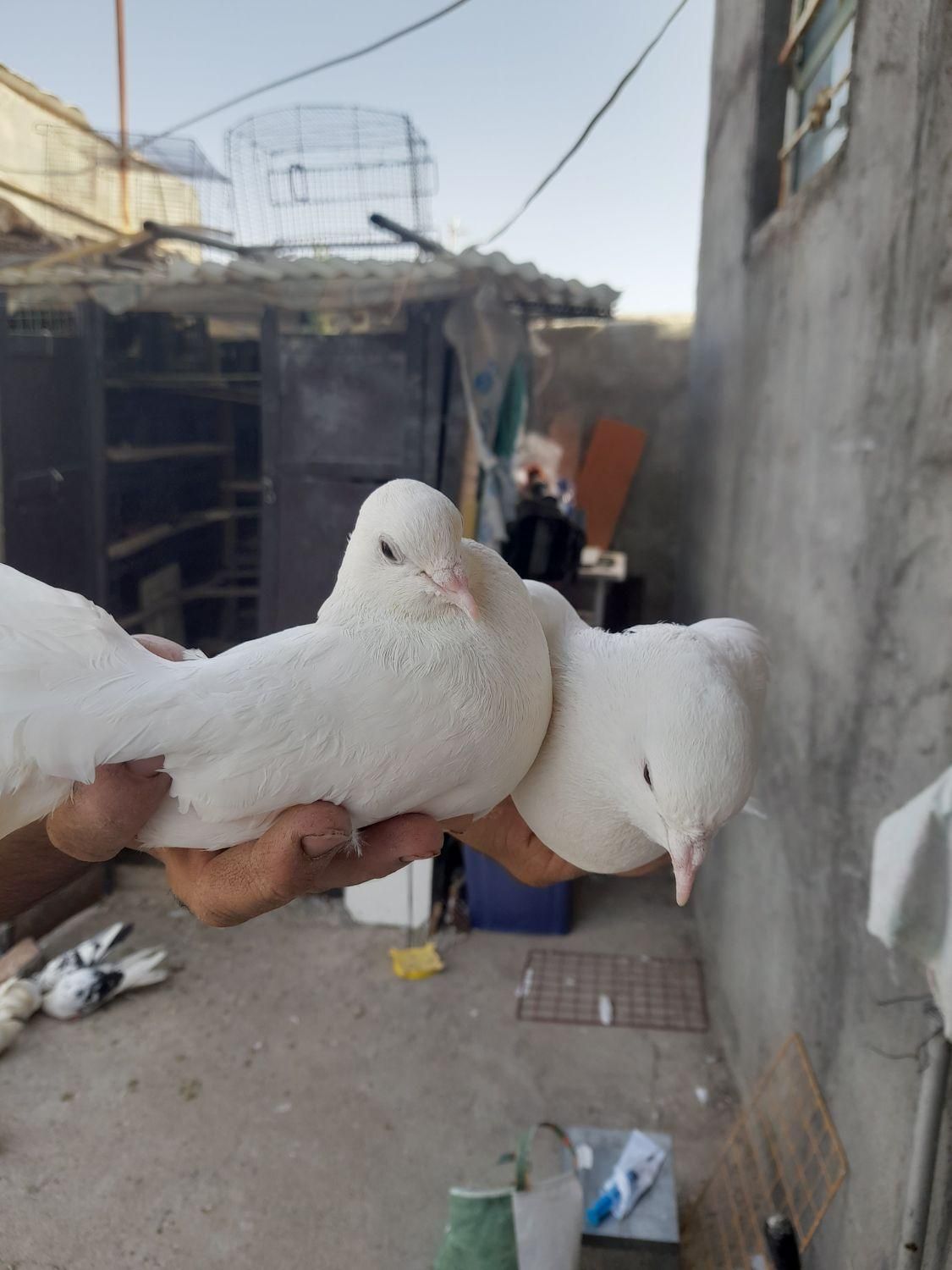 کبوتر سفید دم چتری|پرنده|شاهین دژ, |دیوار