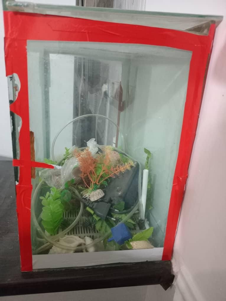 آکواریوم ماهی|ماهی|مرودشت, فاز دوم شهرک فرهنگیان|دیوار