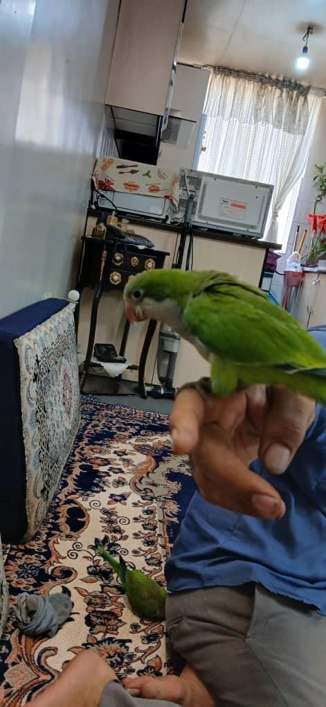 جوجه راهب|پرنده|تهران, جی|دیوار