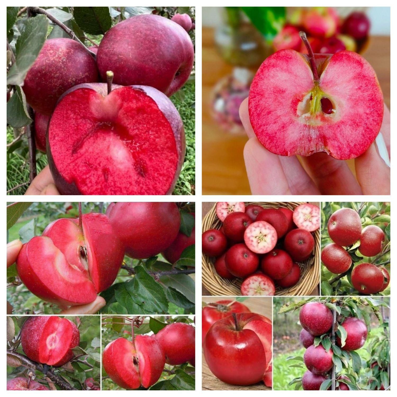 خرمالو گوجه سبز توت فرنگی تمشک هلو|خدمات باغبانی و درختکاری|قزوین, |دیوار