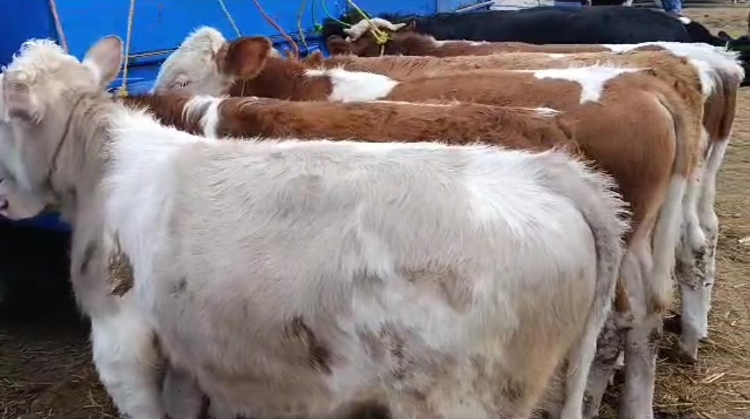 قطبه گوساله‌ سمینتال|حیوانات مزرعه|مرودشت, رودبال|دیوار