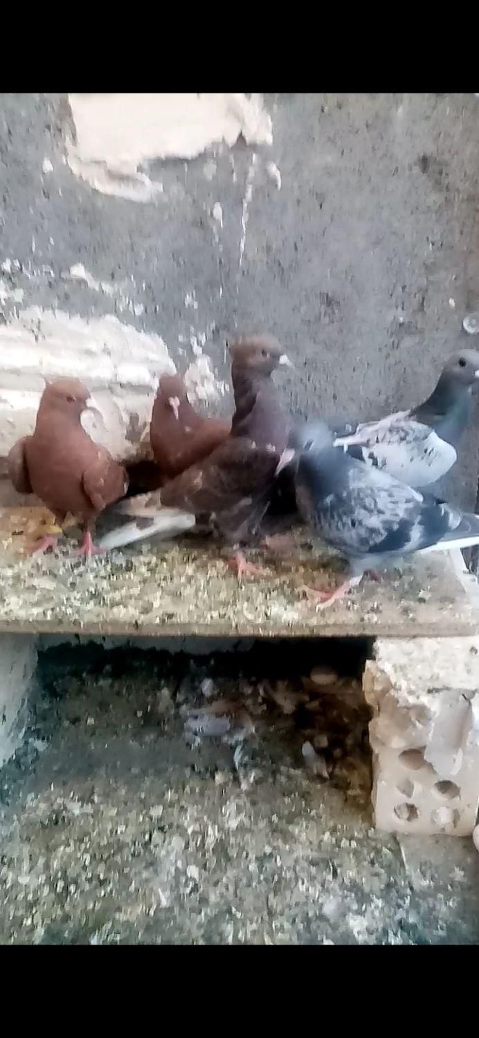 کبوتر کفتر|پرنده|مشهد, پورسینا|دیوار