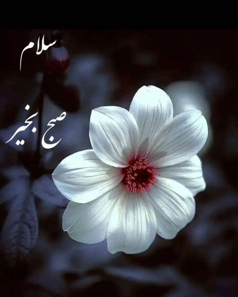 استخدام خانم آشپزی و نظافت برای خانواده|استخدام سرایداری و نظافت|کرج, کیانمهر|دیوار