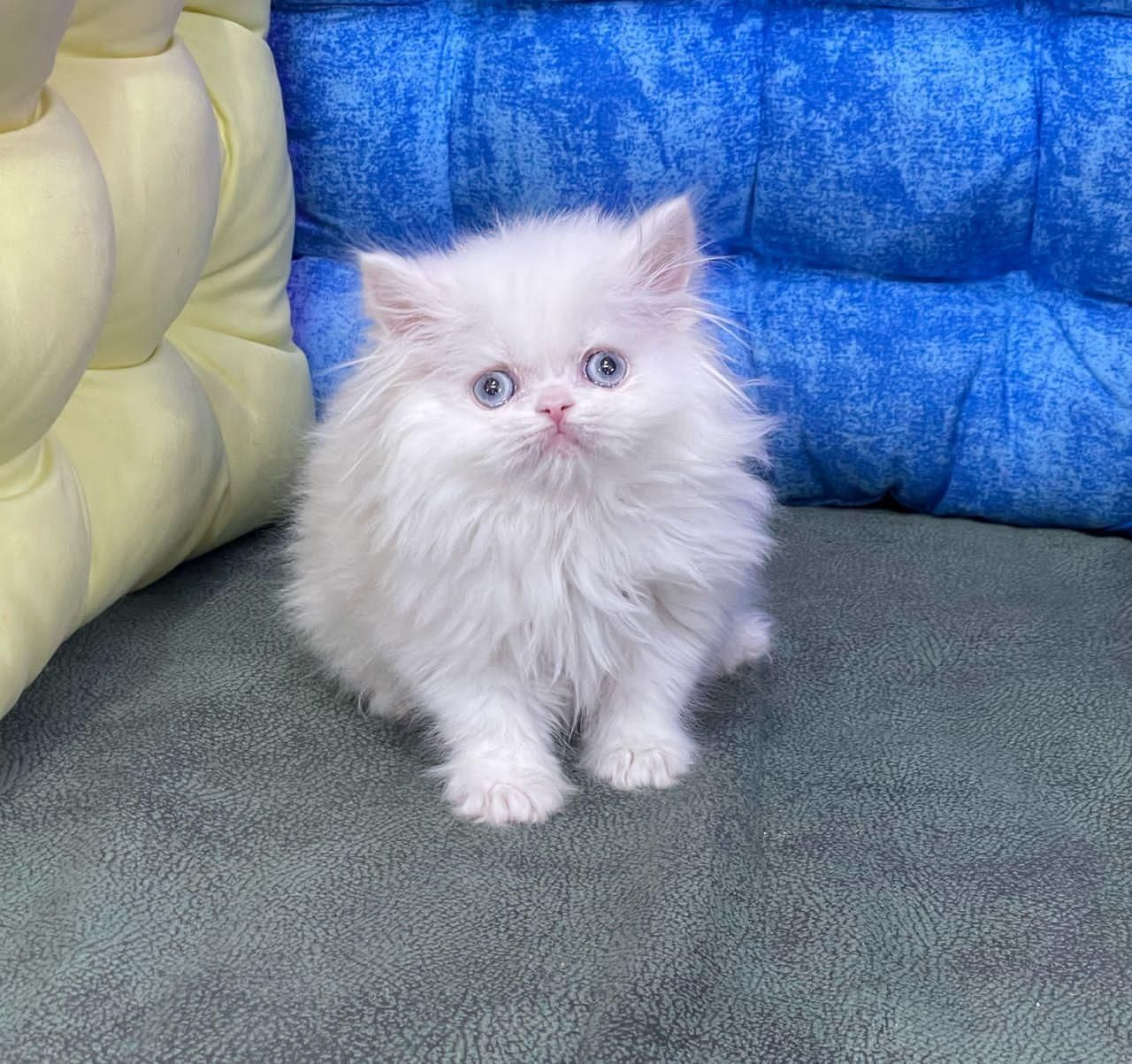 گربه های گوگولی مگولی پگولی|گربه|اصفهان, ابر|دیوار