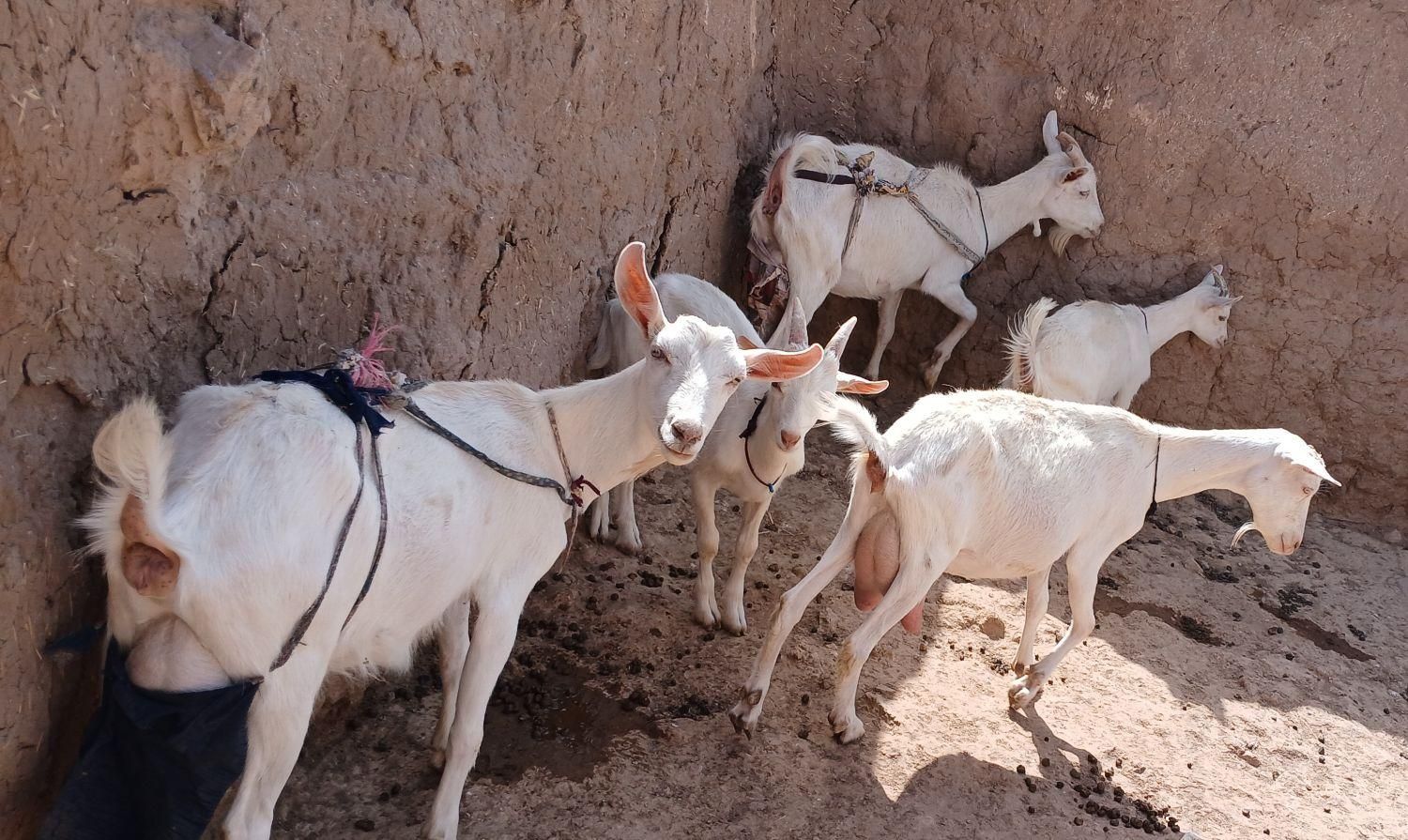 خوب|حیوانات مزرعه|تربت جام, میان جام|دیوار
