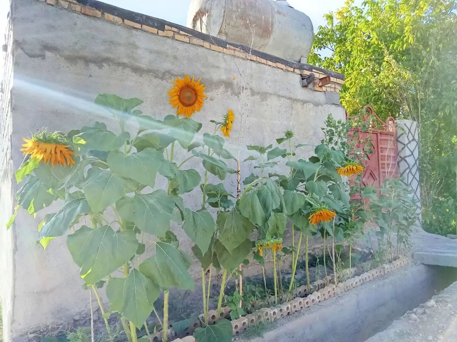 باغچه دور دیوار.در روستای رضوان اندرخ|فروش زمین و ملک کلنگی|مشهد, ولیعصر (شهرک غرب)|دیوار