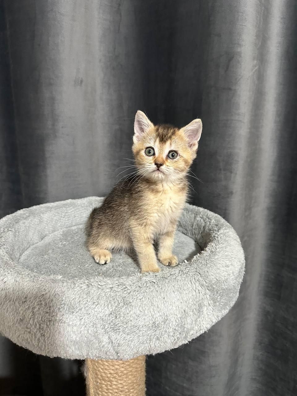 بچه گربه های اسکاتیش و بریتیش|گربه|شیراز, عفیف‌آباد|دیوار